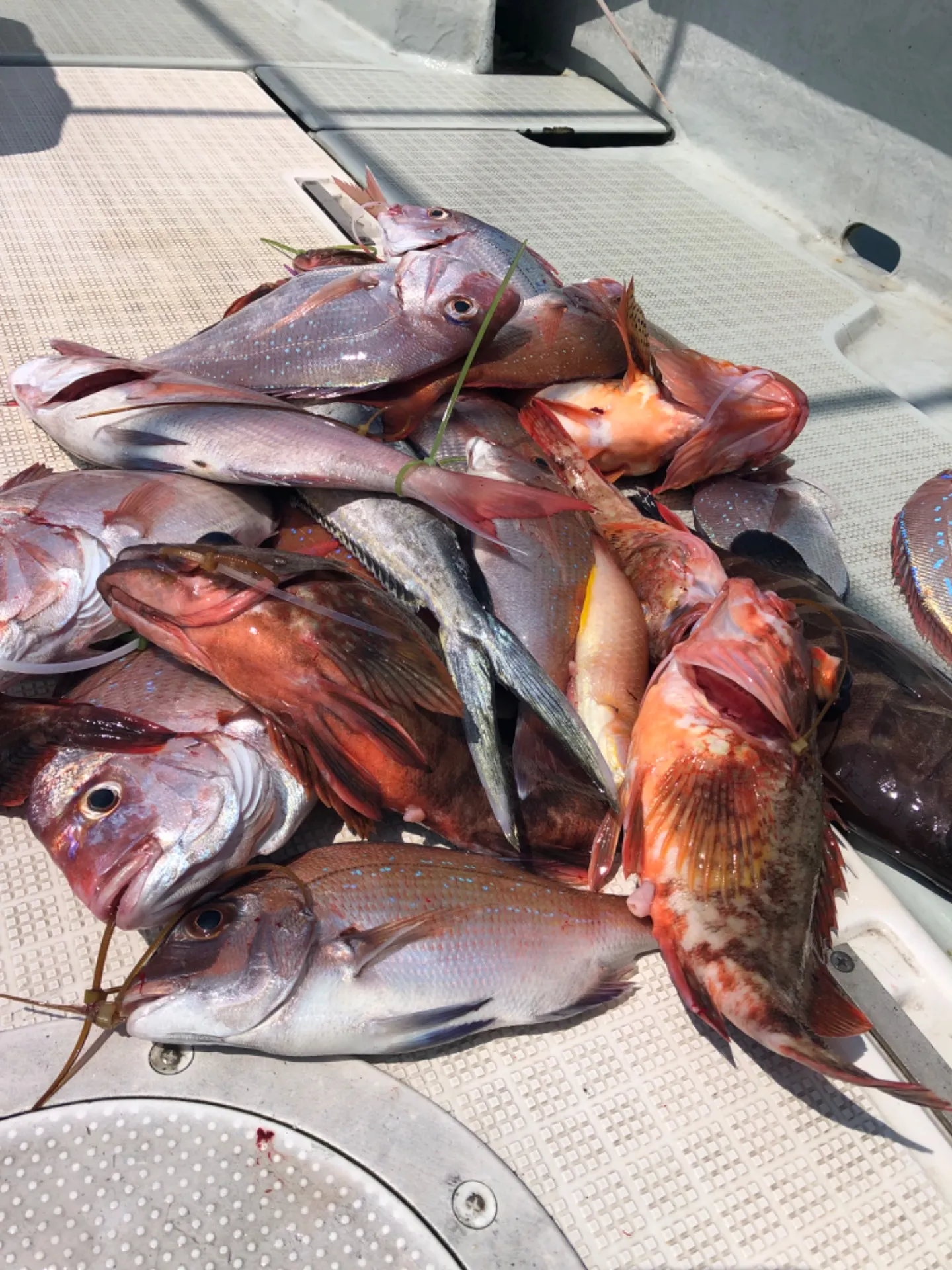 2023/08/18 釣果報告